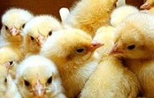 Сімферополь не готовий до боротьби з пташиним грипом
