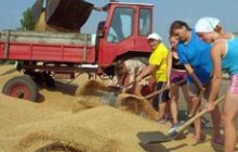 На Харківщині намолочено 1,66 млн тонн зерна