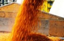 Мінагропрод: понад 87% пшениці становить продовольча