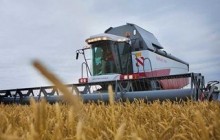 Урожай ранніх зернових майже на чверть менший за торішній