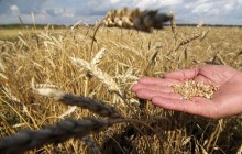 В США снизили прогноз урожая украинской пшеницы