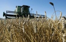 Минсельхоз США понизил прогноз урожая пшеницы в Украине