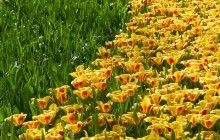 Майже Голландія: на Херсонщині зацвіли триста тисяч тюльпанів (відео)