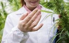 Бундестаг виступив за легалізацію медичної марихуани