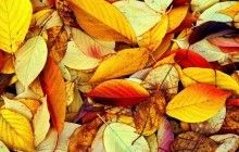 В Україні сьогодні без опадів, на півдні температура до +11° (карта)
