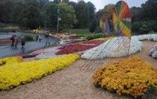 У Києві створили гігантську композицію з живих хризантем (фото, відео)