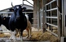 Закупівля молока у населення продовжуватиметься - Мінагропрод