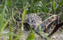 Битва алігатора і ягуара потрапила на відео