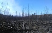 Поліція порушила справу через пожежу в Чорнобильській зоні