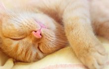 Почему кошка спит на голове и лице: эксперт объяснила