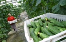 Цены на тепличные огурцы в Украине снова растут: сколько стоит килограмм