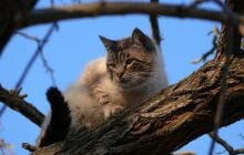 Погода приготовила украинцам теплый сюрприз: разогреет до +10° (карта)