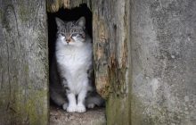 Після Різдва в Україну прийде невелике похолодання (карта)