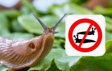Один продукт из холодильника прогонит слизней и мух: лайфхак от садовода