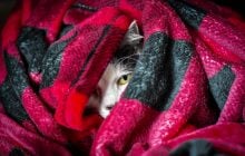 Відома синоптикиня назвала дату, коли в Україні розпочнеться похолодання