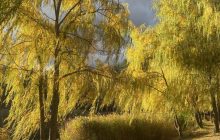 Сьогодні в Києві буде більше сонця, але тепліше не стане